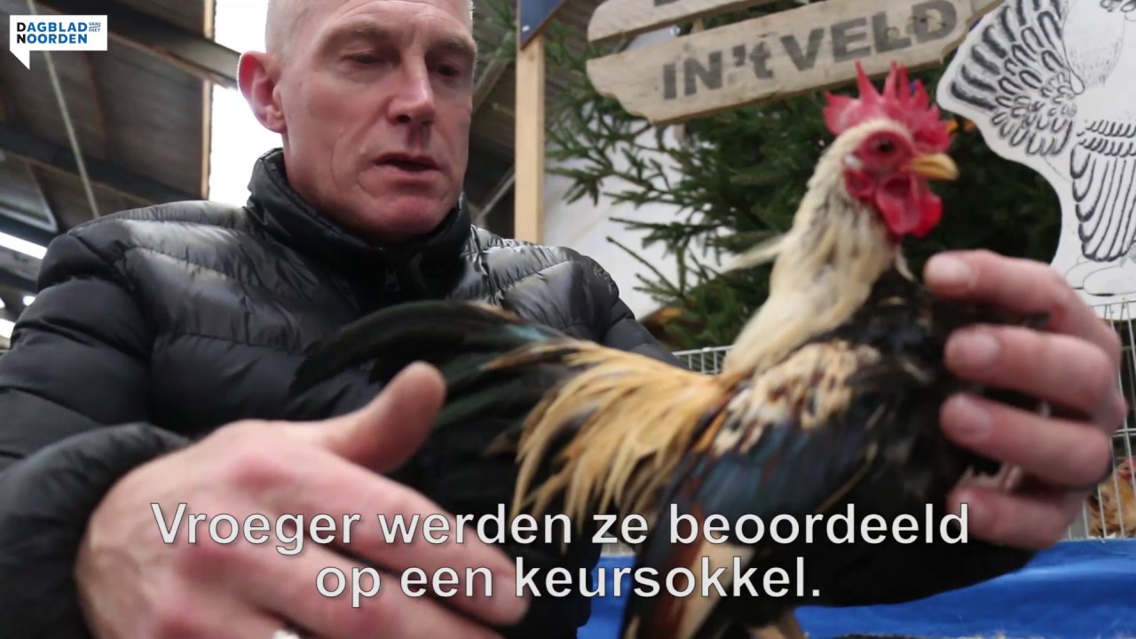 De kleinste kip ter wereld bij Kleindierenshow Midden-Drenthe