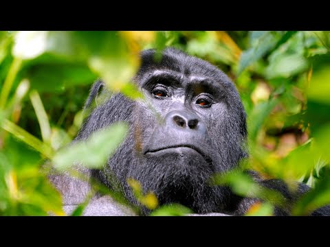 Video: I posti migliori per fare trekking con i gorilla in Africa