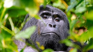 Faccia A Faccia Con I Gorilla In Uganda 