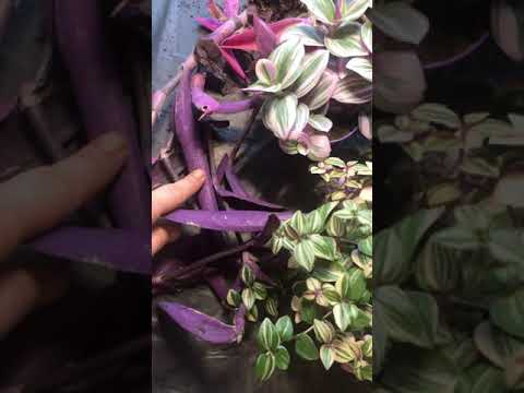 Video: Bahçe tradescantia çok yıllık: dikim ve bakım, fotoğraf