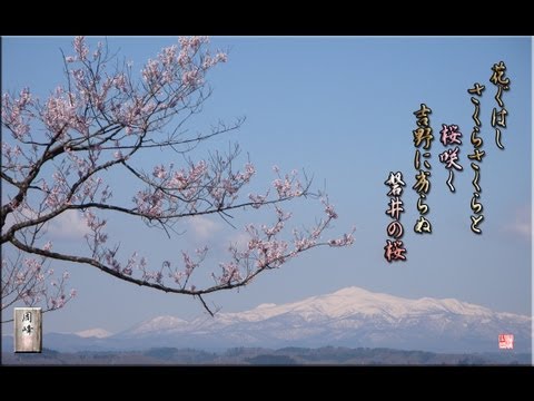 磐井（いわい）の桜