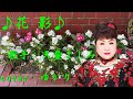 【新曲】花影 /天童よしみ/Cover/ゆかり/2026年01月28日発売