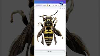 Canva Outline Effect Tutorial | Easy Sticker Effect Hack in Canva 2026 #canva