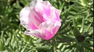Time Lapse of Succulents Blooming