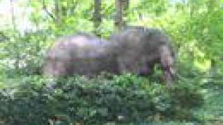 The United Nations, Part Four The Obscene Elephant