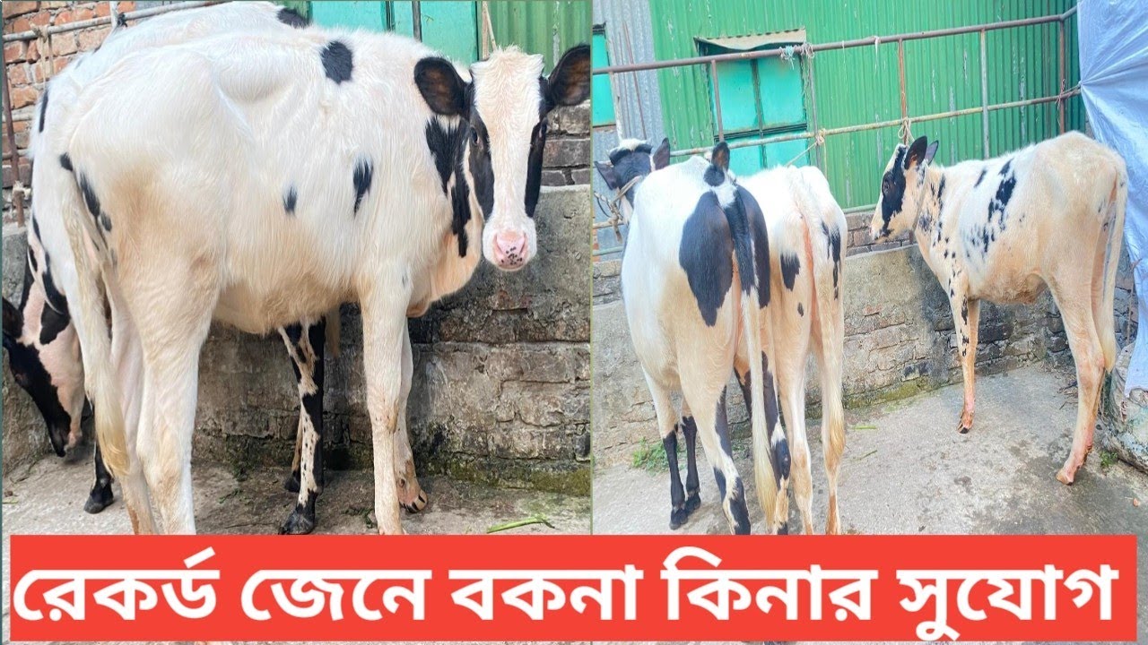 রেকর্ড জেনে বকনা কিনার সুযোগ,,,