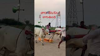 Prathi Padu Race Milk Teeth Bulls Trending Viral Youtube One Bulls