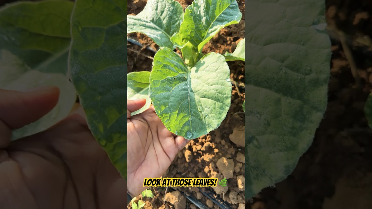 Day 18: From tiny seedlings to this#ytshorts #shorts #farming #cauliflower