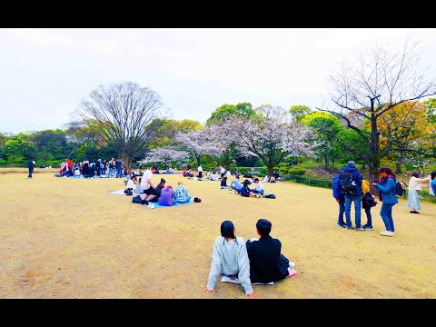 北の丸公園の桜 2024年4月4日 令和6年 みんなのアルバム