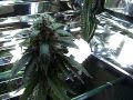 Cheap home made Marijuana grow tent..Growing Cannabis using CFL's and T5 bulbs Cheap home made Marijuana grow tent..Growing Cannabis using CFL's and T5 bulbs
