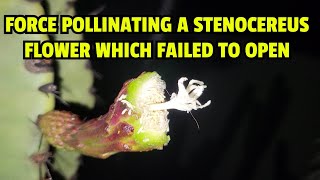 Force pollinating a Stenocereus flower which failed to open