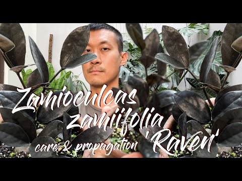 Zamioculcas zamiifolia &rsquo;raven&rsquo; care and propagation in water and soil (with 1 year update!)