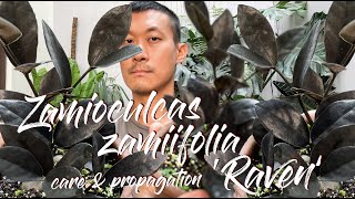 Zamioculcas zamiifolia 'raven' care and propagation in water and soil (with 1 year update!)