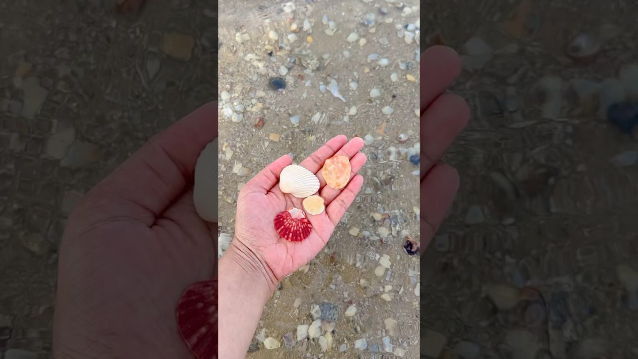 Sea beach Australia | Sydney, Australia, NSW 