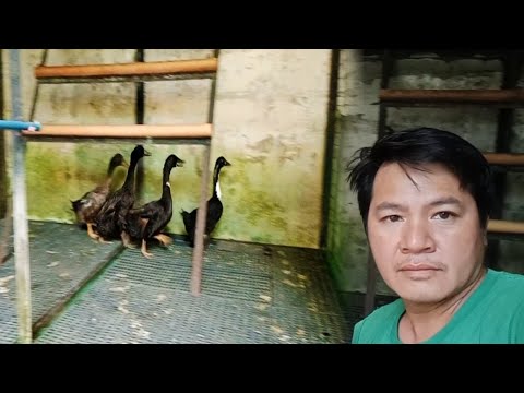 Mga alagang itik ||ARMAN PVLOG