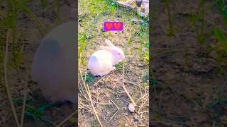 Mera Khargosh Garden Me Masti Kar Rha Hai Vanyastichingvlogs