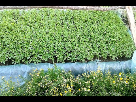 Video: Liliac (106 Fotografii): Descrierea Tufișului Comun De Liliac, Caracteristicile Plantării Răsadurilor