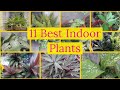 Top best indoor plants for home decor  nature desires 