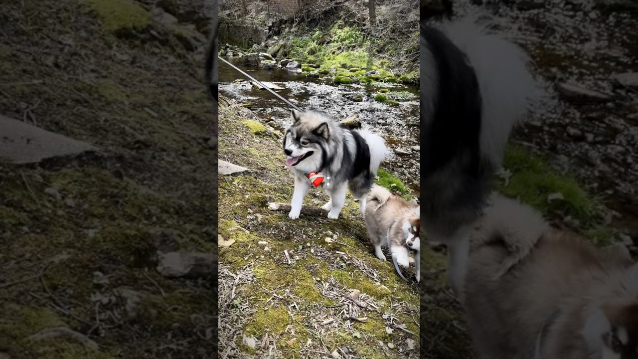 Always Ready for Pomsky Playtime: A Dog lovers Photo Compilation to Make You Smile!