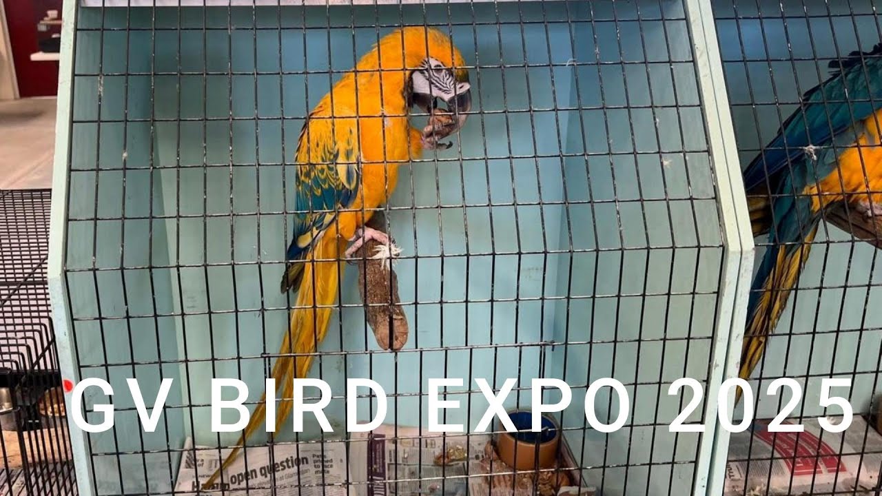 GV Bird Expo 2025