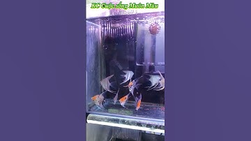 60s|| Cá Thần Tiên Ai Cập #shorts #short