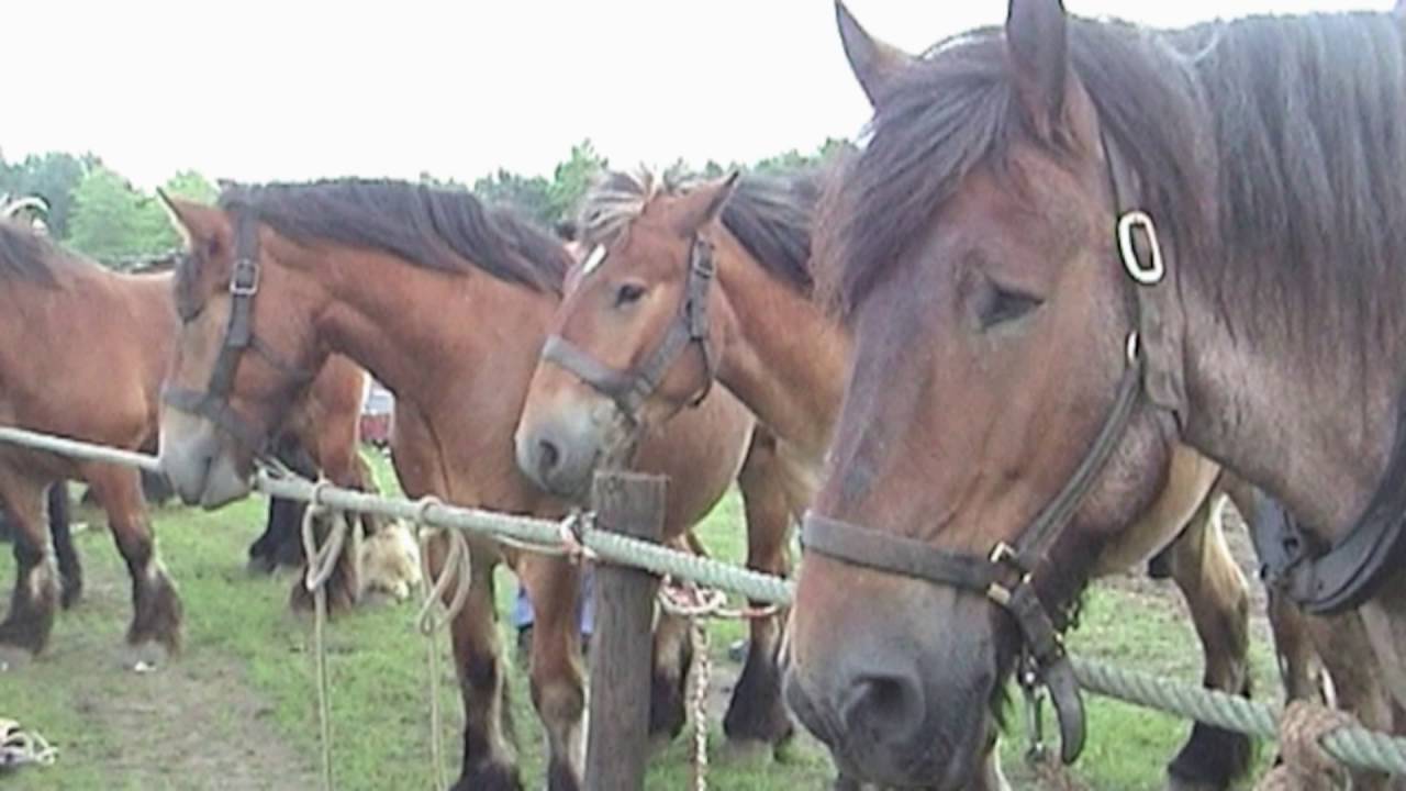 Trekpaarden op de Boerendag in Rijsbergen 2016