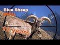 Blue sheep hunting in Népal /2021
