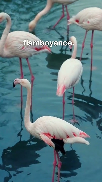 What Is A Group Of Flamingos Called? #trivia #animals #easy #shorts