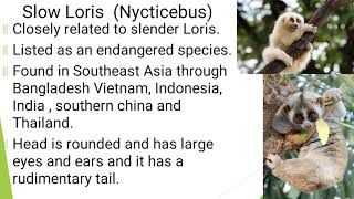 ORDER PRIMATES