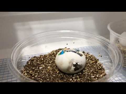Time lapse Tortoise hatching