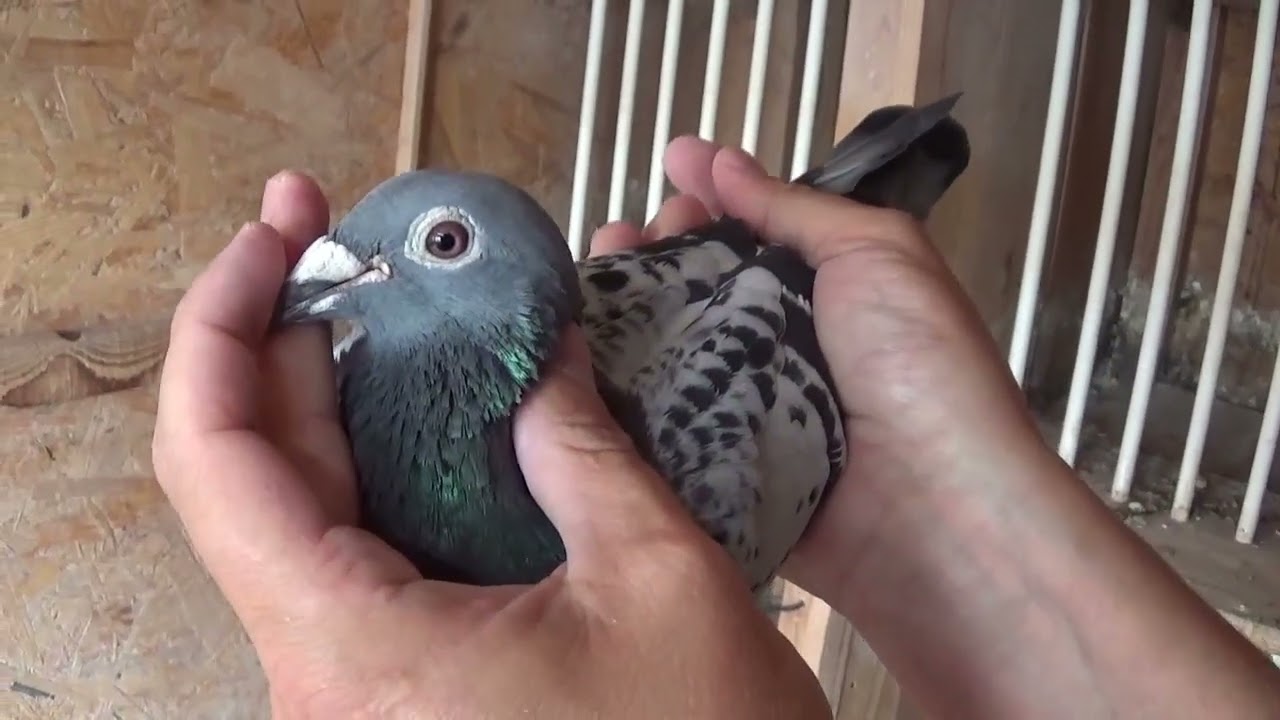 Tandem columbofil Muceanu Manole Prahova Romania porumbei de reproductie 15 iulie 2025 part 2