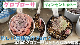 珍しい原種紹介Part2！【グロブローサ】【ヴィンセント カトー