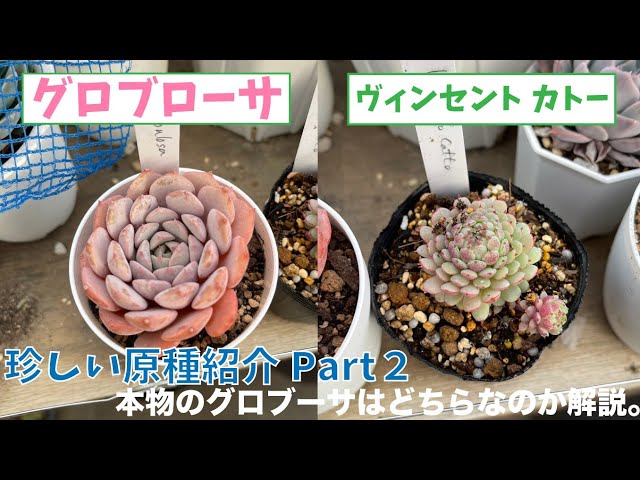 ビンセントカトー交配 2種