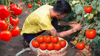 Harvesting Tomatoes To Sell At The District Market - I Got Stabbed In The Foot With A Nail || An Ca