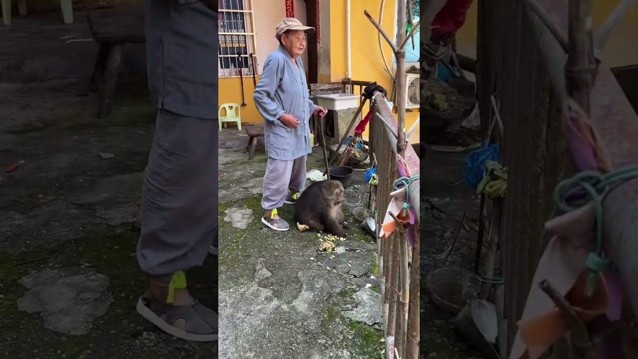 Xingxing Meets A New Stranger. 