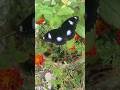 Beautiful butterfly in my terrace garden #garden #butterfly #plants