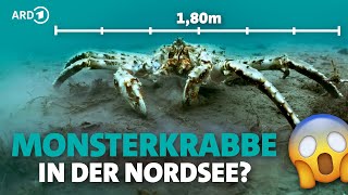 Diese XXL-Krabben fressen alles! | Unsere Meere