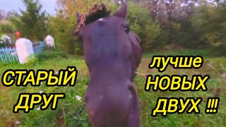 картинка: КУПИЛИ ДОМ В ДЕРЕВНЕ | Старый друг лучше новых двух | Дом в деревне | Семья в селе 