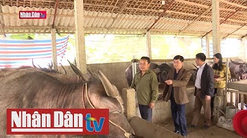 Ứng dụng khoa học công nghệ trong chăn nuôi