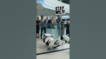 Clanker Scared of Black Line! #Clanker fails #funny #robotfails