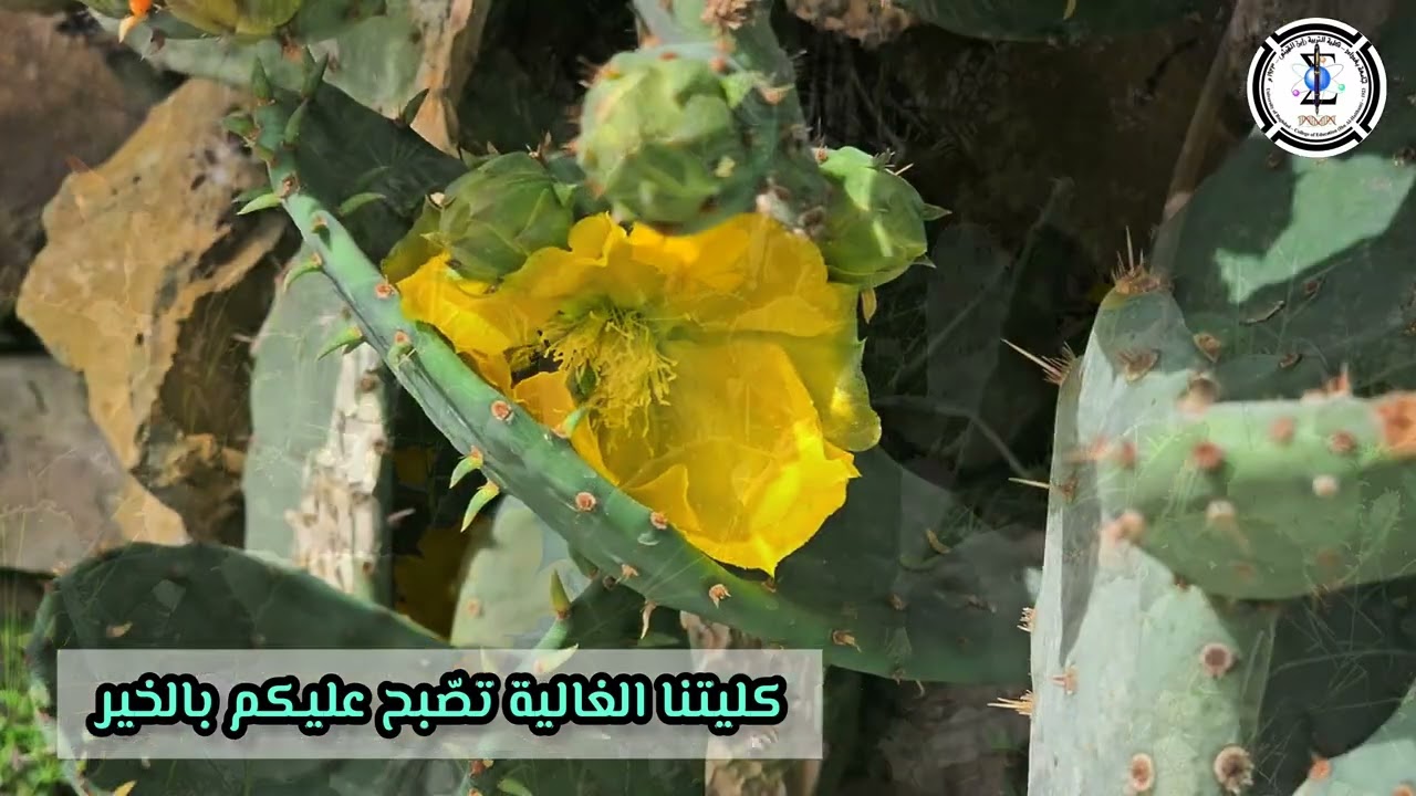 صباحات كليتنا