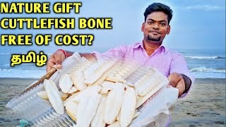 Cuttlefish bone for budgies | Free of cost? | Tamil