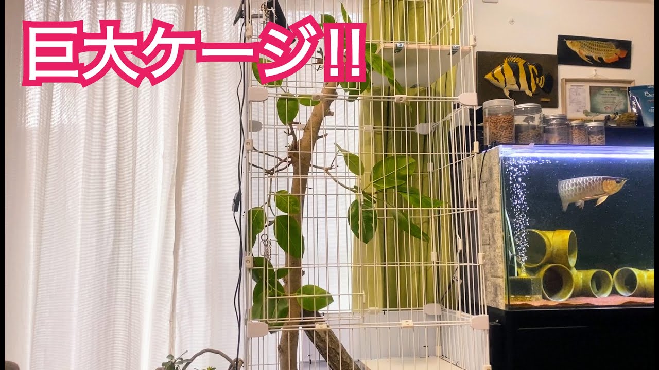 A 2m high cage will be installed. #GreenIguana #Iguana #CatCage