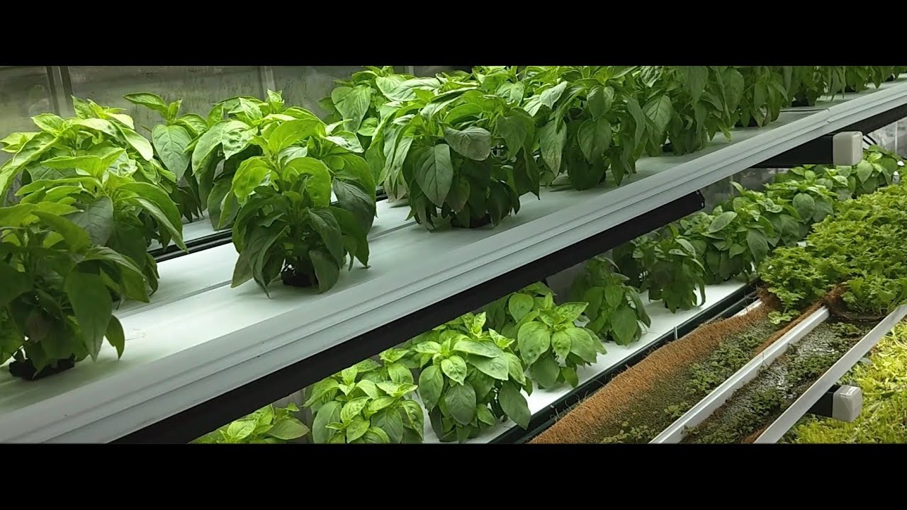 What is Container Farming? | Sustainable Agriculture in Shipping Containers