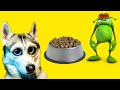МЕНЯ ОТРАВИЛИ!!! (Хаски Бандит) Говорящая собака