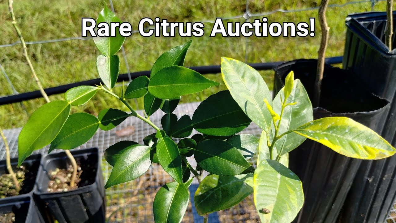 Rare Citrus Auctions! Prague Chimera Interstocks and More! - YouTube