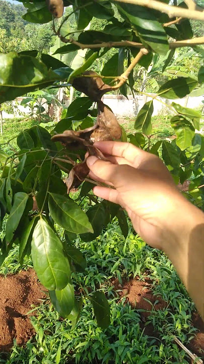 mudahnya cangkok jengkol #jengkol #shorts