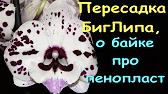 Орхидеи,узамба́рские фиалки,Самара🌺