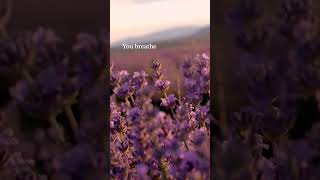 Wander through the lavender fields and sleepy villages of Provence 💜 @calm