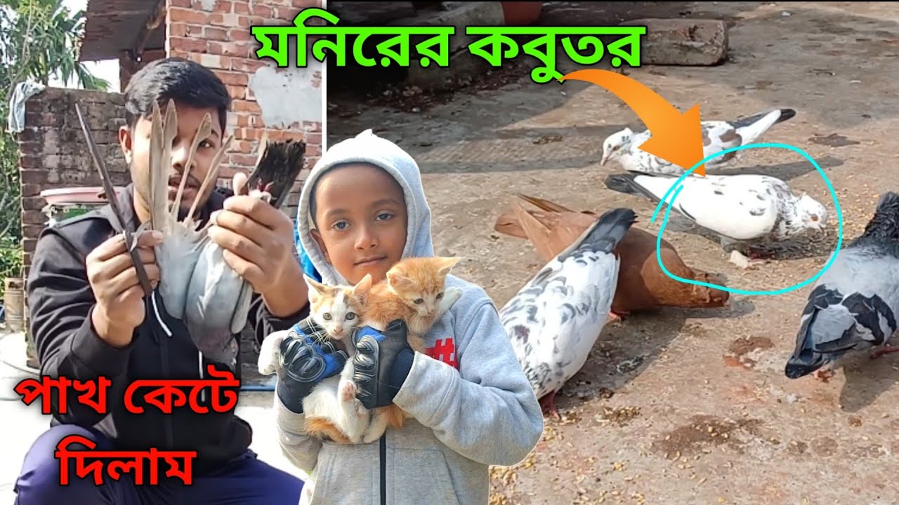 মনিরের কবুতর বাসায় যায় না! নাইড়া কবুতর ছেড়ে দিলাম | বিড়ালের বাচ্চা দিয়ে দিব | Deshi Golla Kobutor